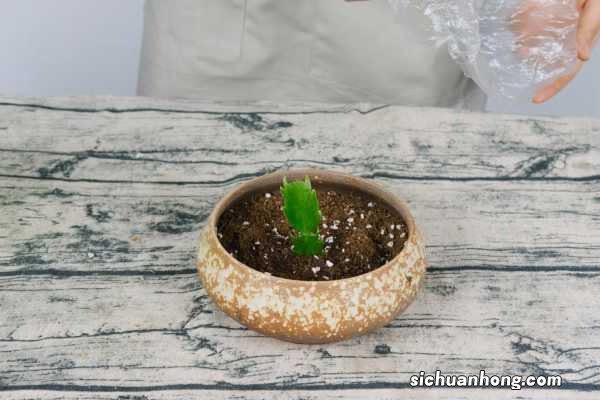 网上买的蟹爪兰怎么栽