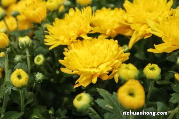 绿菊花的养殖方法和注意事项