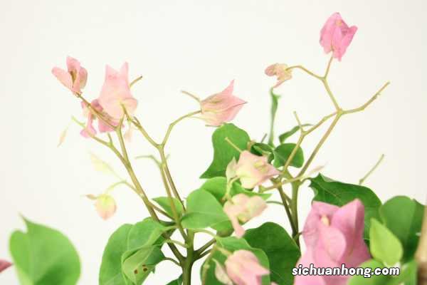 三角梅嫁接时间