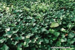 常春藤的养殖方法和注意事项