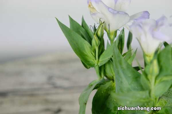 洋桔梗水养技巧