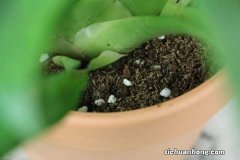 鸿运当头的养殖方法和注意事项