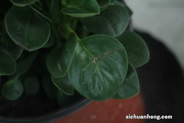 碧玉的养殖方法和注意事项