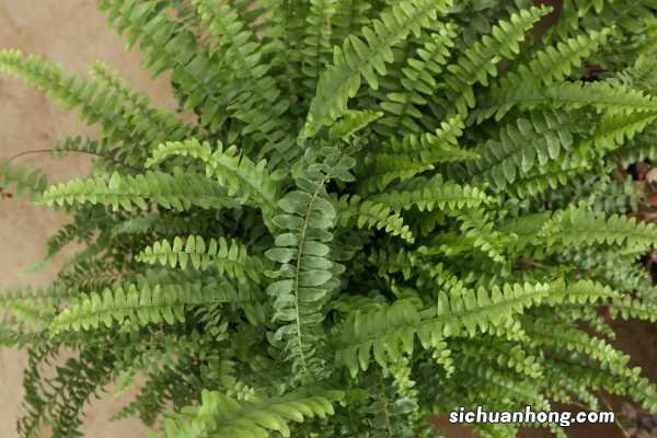 波斯顿蕨的功效和作用