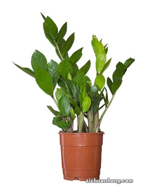 金钱树的摆放位置