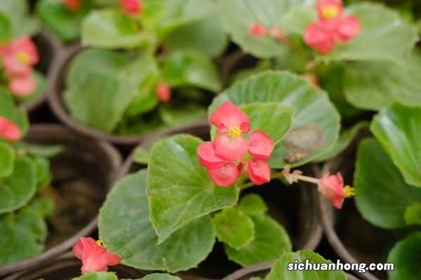 四季海棠的养殖方法和注意事项