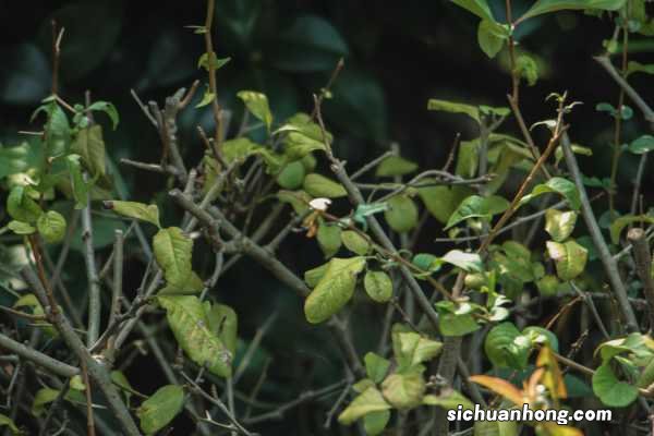 贴梗海棠的作用和功效