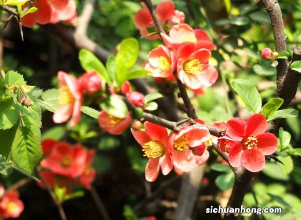 贴梗海棠的作用和功效