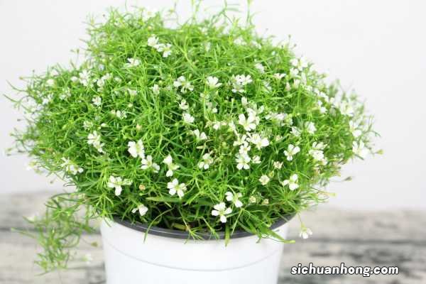 满天星怎么浇水