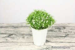 满天星怎么浇水