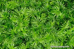 袖珍椰子的作用