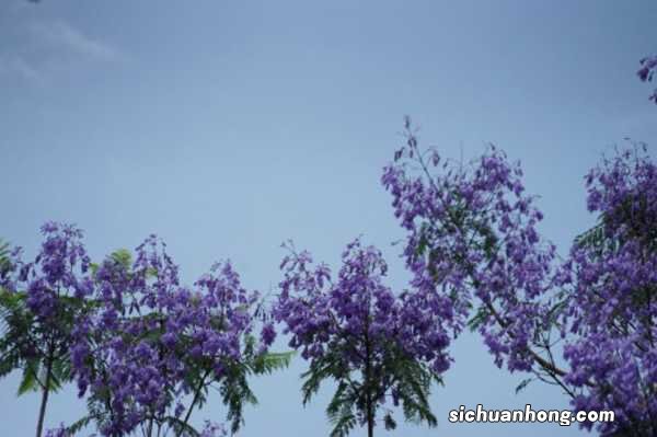 蓝花楹的养殖方法和注意事项