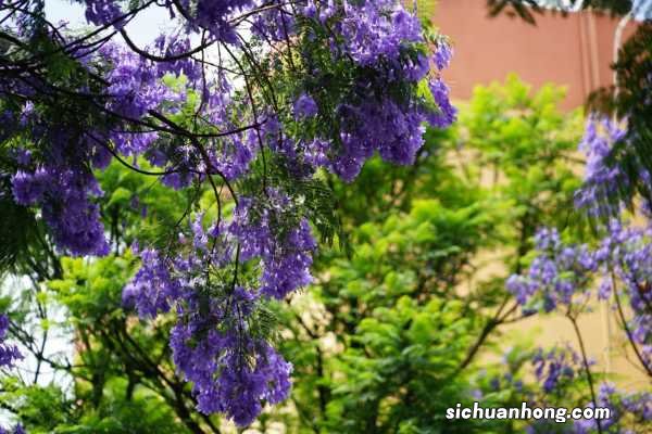 蓝花楹的养殖方法和注意事项
