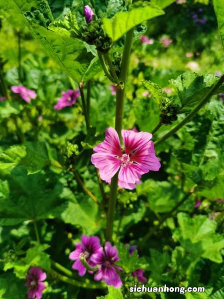 锦葵的功效和作用