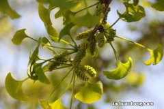 银杏叶有什么作用