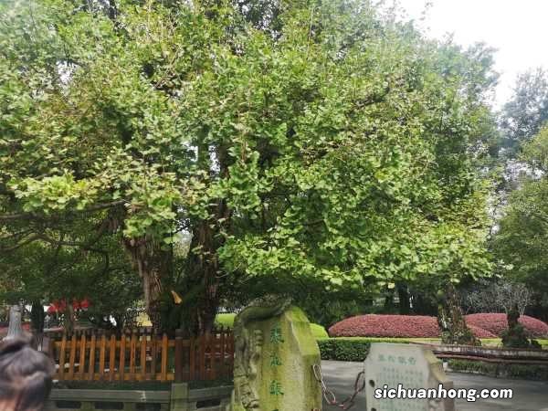 银杏叶有什么作用