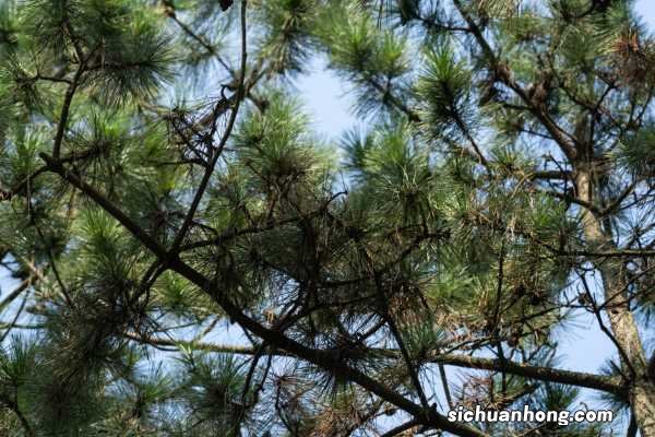 黑松怎么缩枝