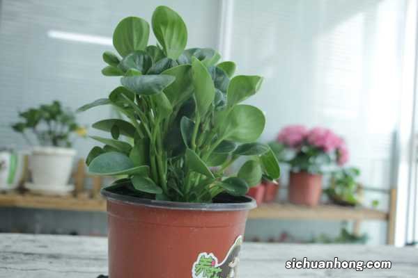 金边豆瓣绿的养殖方法和注意事项