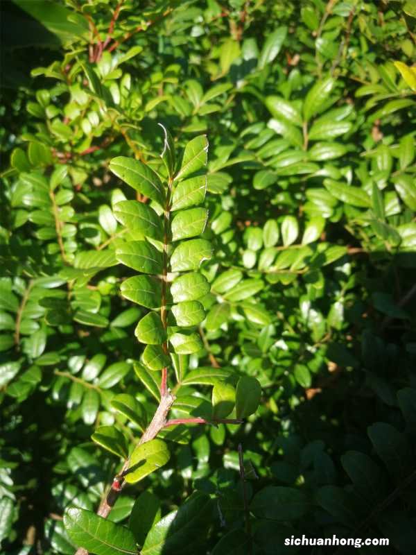 盆栽清香木的养殖方法和注意事项