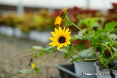 适合送给男士的鲜花