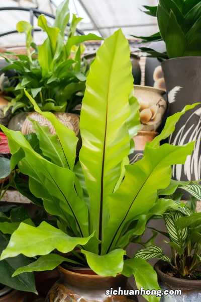 盆栽鸟巢蕨的养殖方法和注意事项