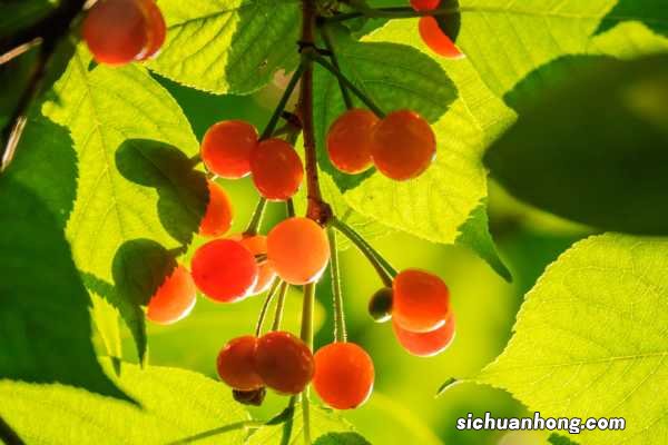 樱桃南方可以种植吗