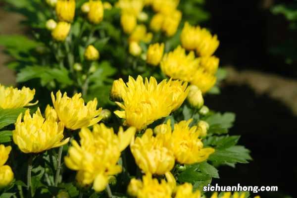 菊花春天怎么管理