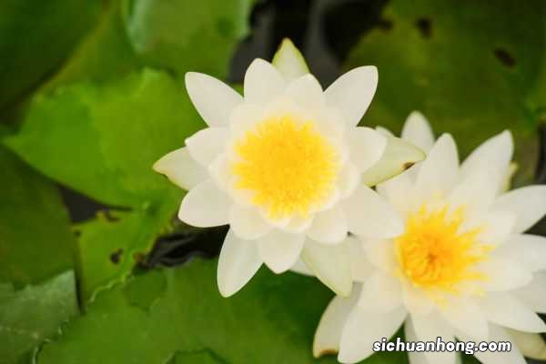 睡莲的养殖方法和注意事项