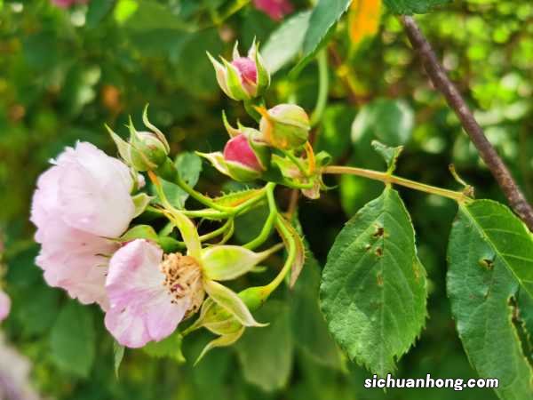 红木香蔷薇长多久开花,红木香与蔷薇的区别