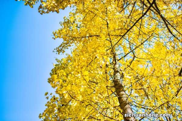 银杏的文化价值