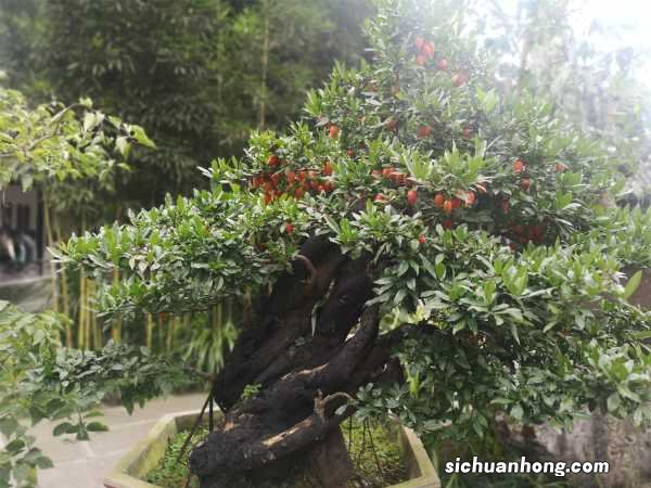 金弹子有毒吗，可以吃吗