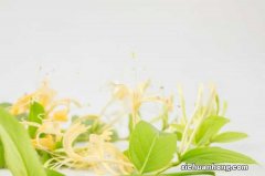 金银花叶子的作用