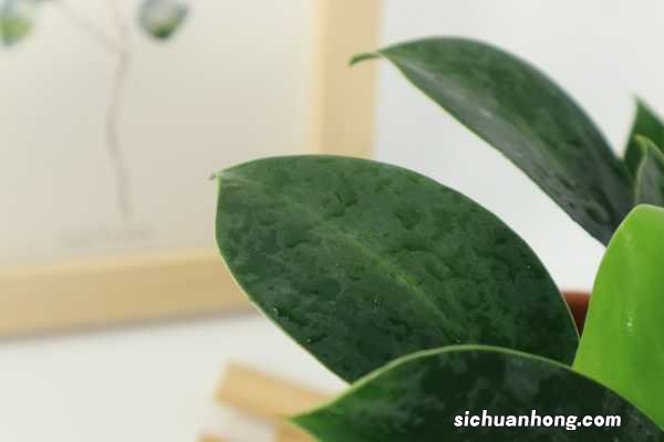 金钻的养殖方法和注意事项