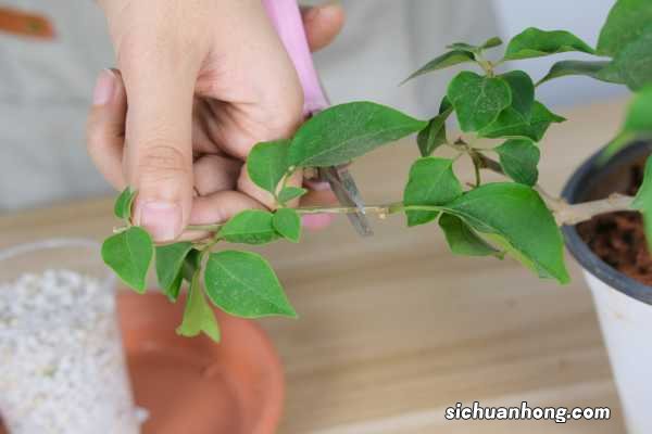 三角梅基肥上什么肥呢，三角梅开花上什么肥