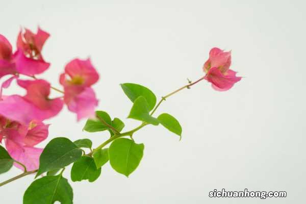 三角梅基肥上什么肥呢，三角梅开花上什么肥