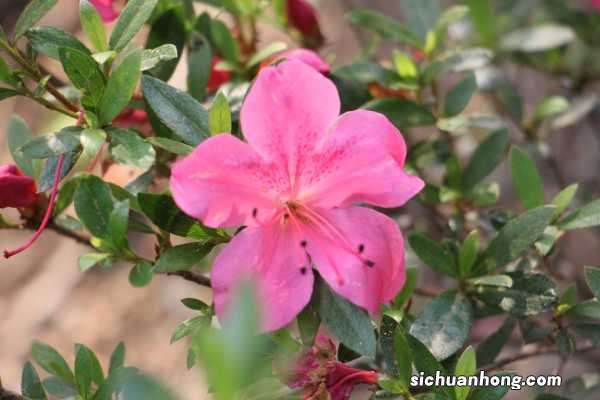杜鹃花的家居摆放作用