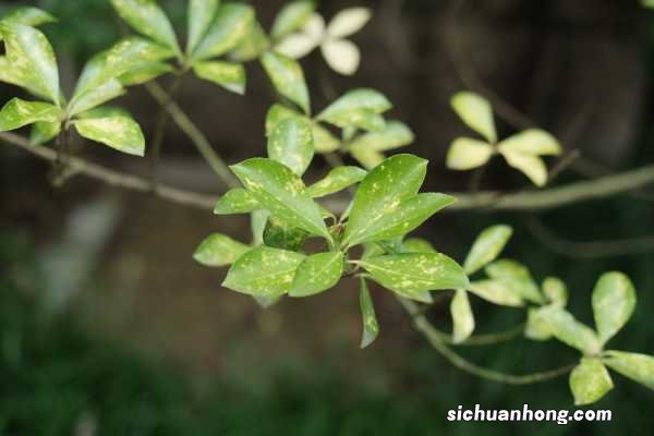 冬青的花语是什么