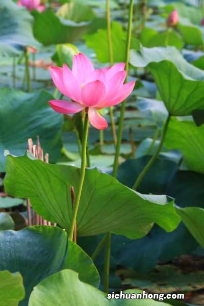 荷花有哪些价值