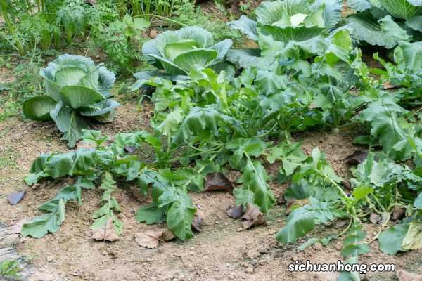 这样腌的萝卜比肉还好吃,没上桌就被抢光了
