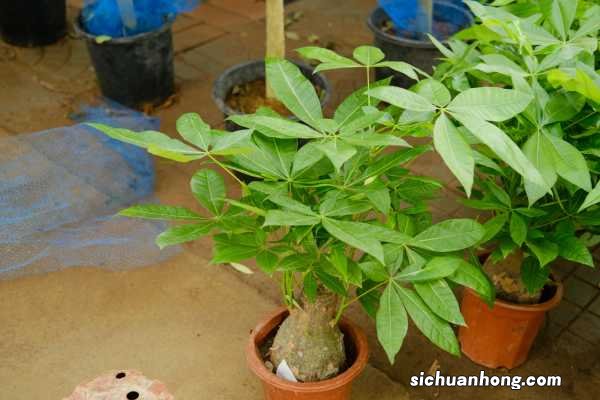 发财树水培能成活吗