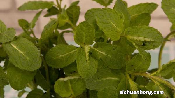 薄荷的养殖方法和注意事项