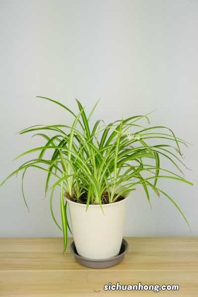 小吊兰用什么盆栽最好