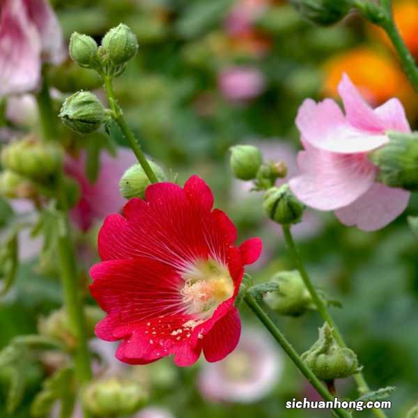 蜀葵的花语和传说