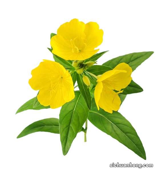 月见草的花语和传说