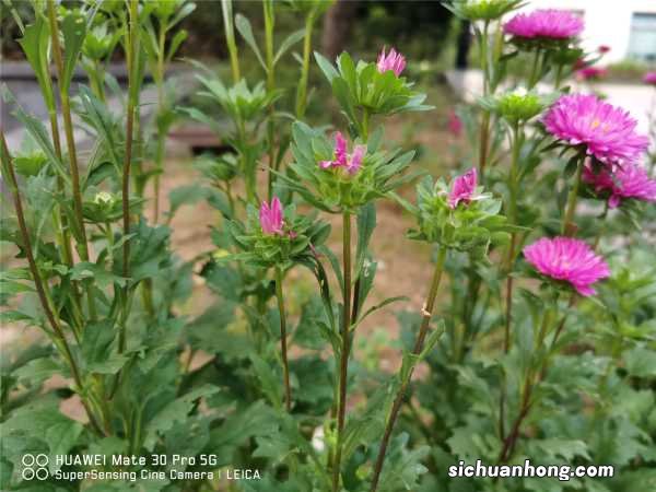 翠菊的养殖方法和注意事项