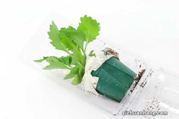 翠菊的养殖方法和注意事项