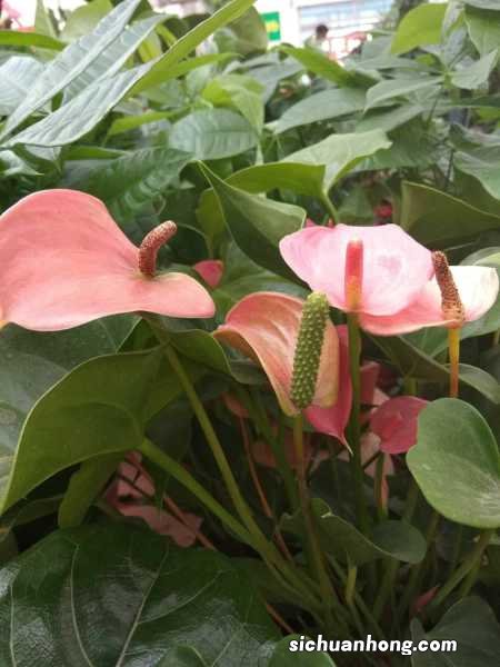 红掌的作用