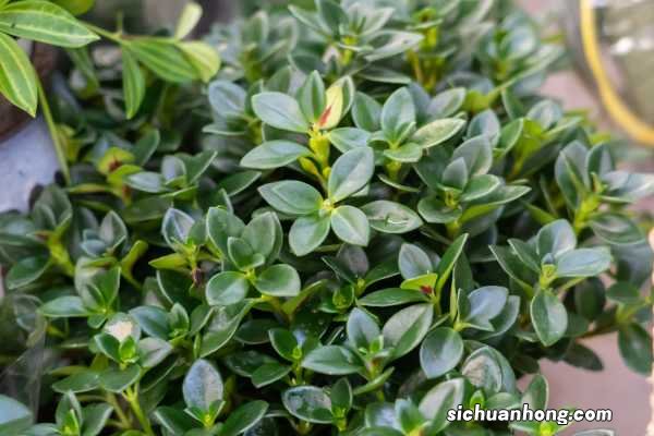 金鱼吊兰的养殖方法和注意事项