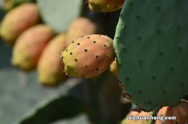 花长得丑，却是吉祥之物，养人又镇宅！