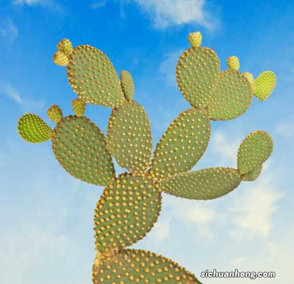 花长得丑，却是吉祥之物，养人又镇宅！